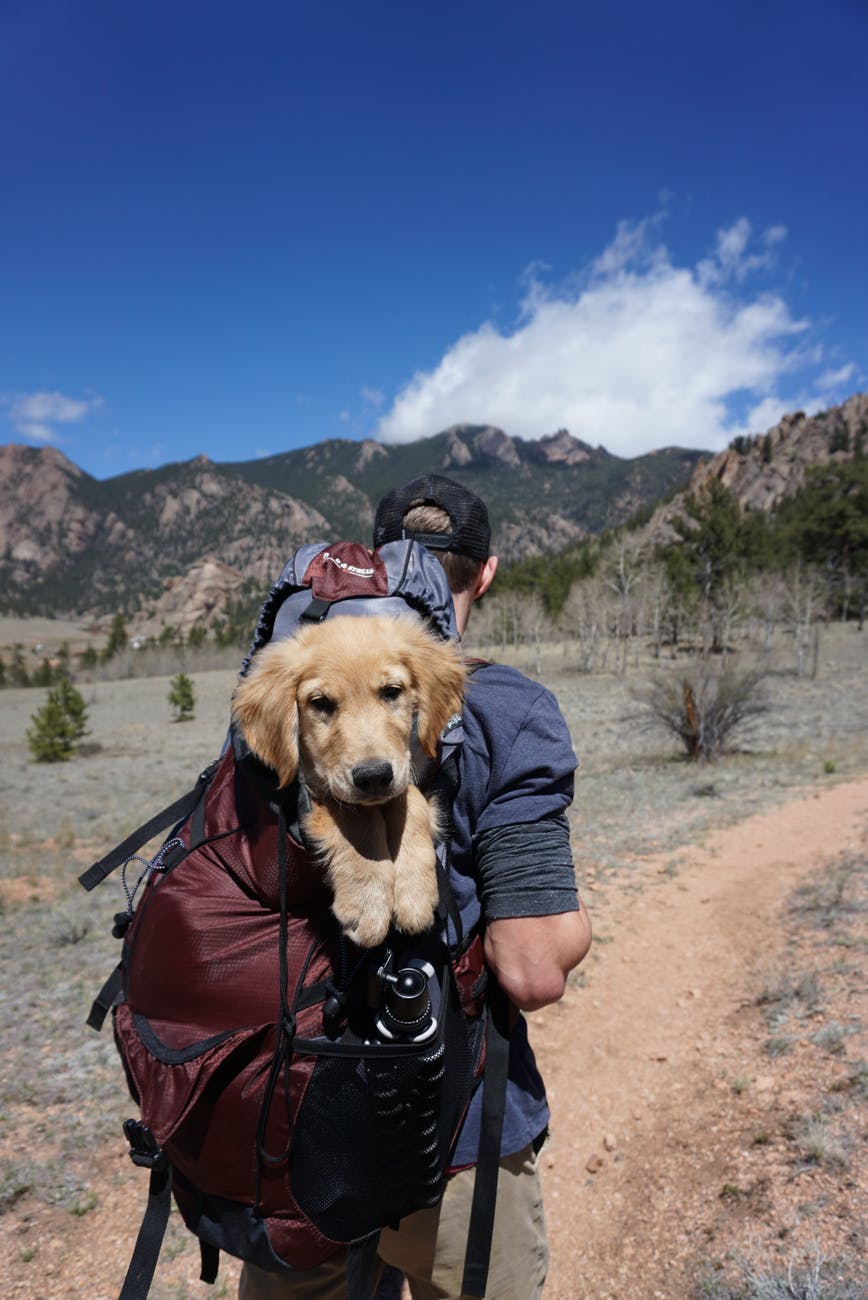 man carrying red and black backpack with yellow labrador retriever puppy while hiking